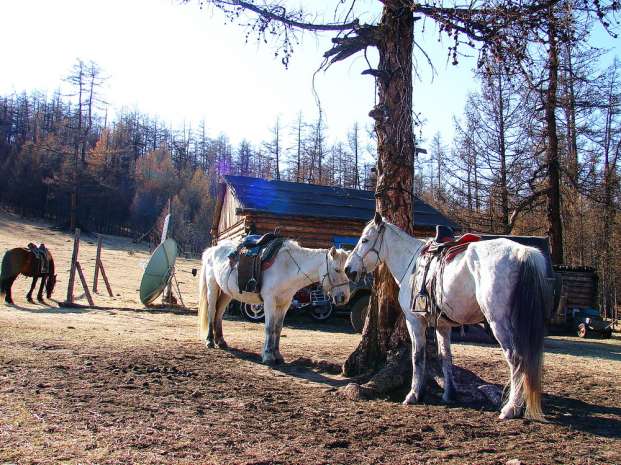 Монгольские кони.