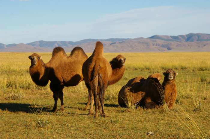 Монгольские верблюды 